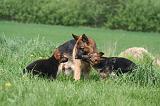 BERGER ALLEMAND 1410